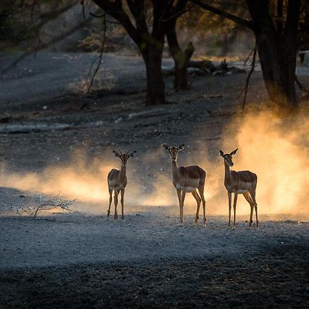 Gabus Safari Lodge Otavi ภายนอก รูปภาพ