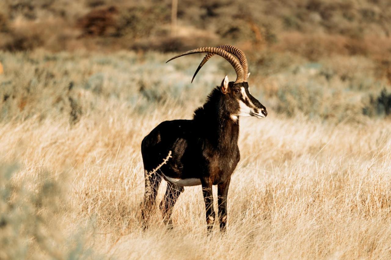 Gabus Safari Lodge Otavi ภายนอก รูปภาพ
