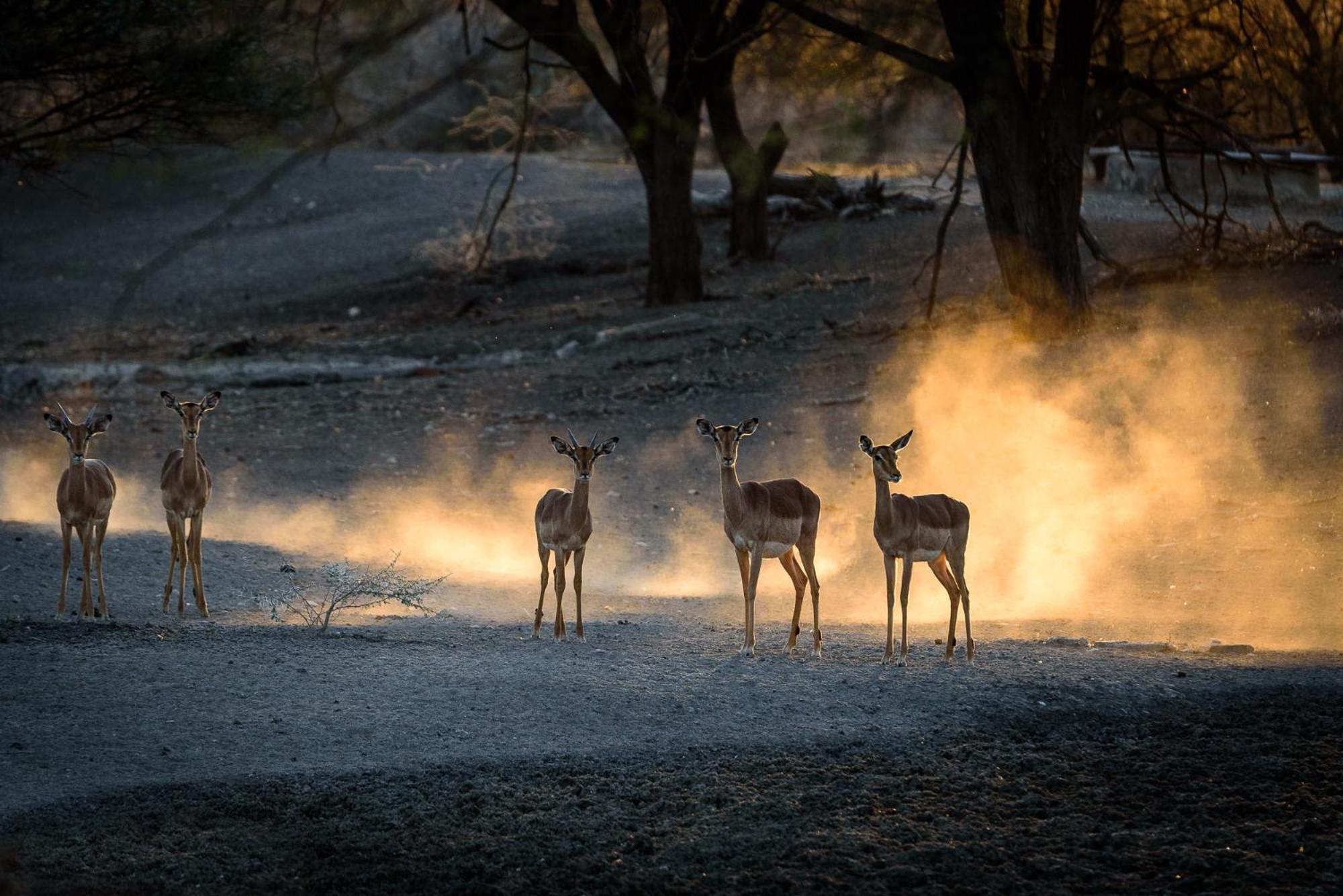 Gabus Safari Lodge Otavi ภายนอก รูปภาพ