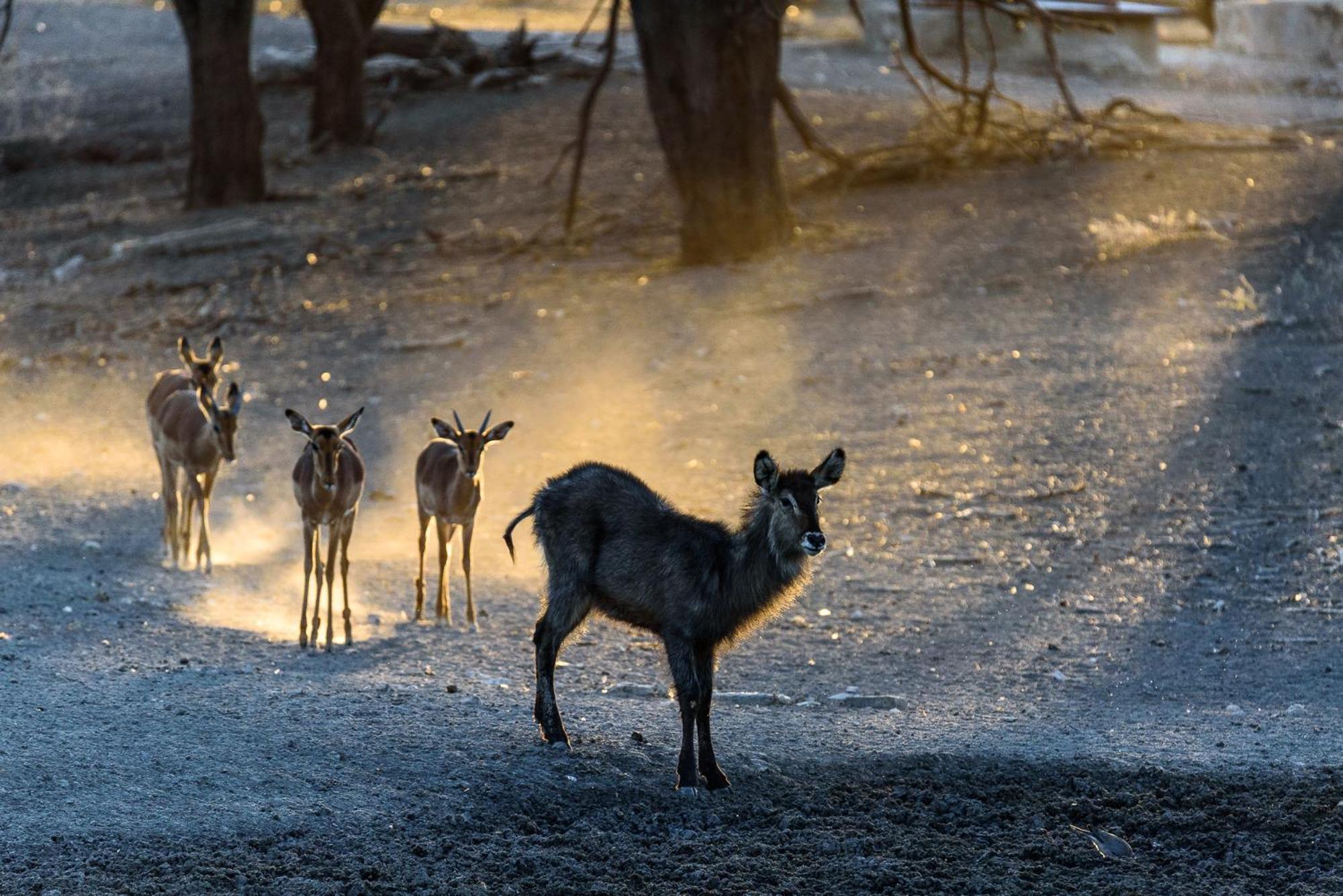 Gabus Safari Lodge Otavi ภายนอก รูปภาพ