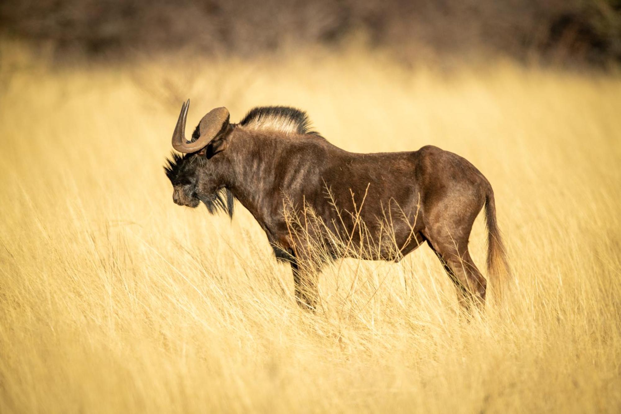 Gabus Safari Lodge Otavi ภายนอก รูปภาพ