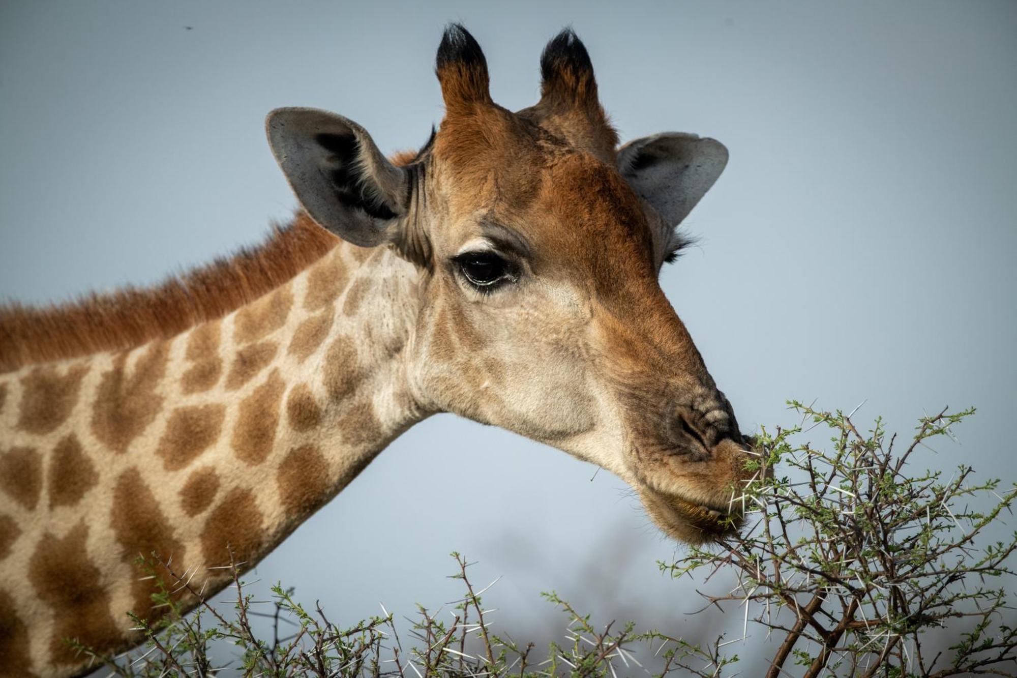 Gabus Safari Lodge Otavi ภายนอก รูปภาพ