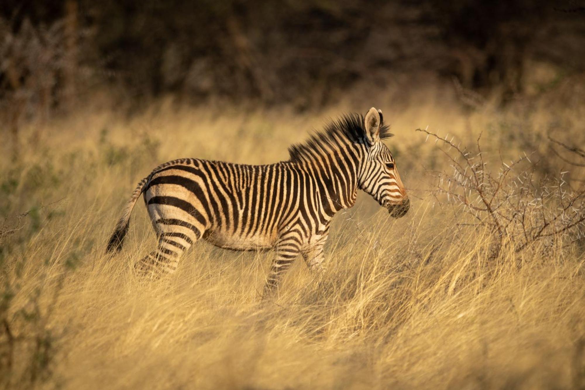 Gabus Safari Lodge Otavi ภายนอก รูปภาพ