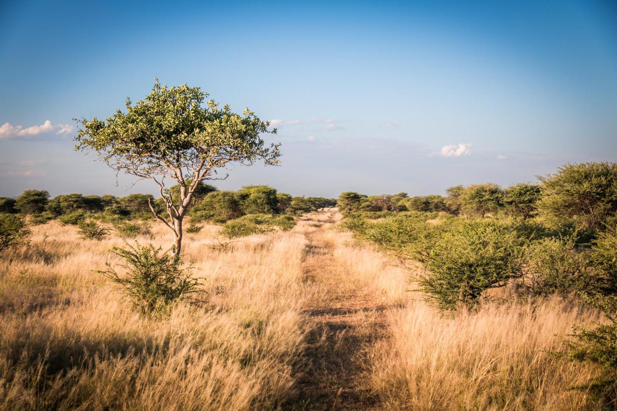 Gabus Safari Lodge Otavi ภายนอก รูปภาพ